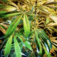 Image for article titled That Weed You’re Smoking May Actually Help Protect Your Fat-Curdled Organs